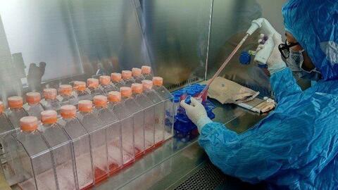 Việt Nam tạo vaccine phòng bốn loại bệnh ở gia cầm