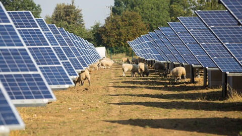 Trang trại năng lượng mặt trời kết hợp nuôi cừu