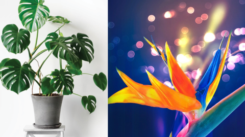 4 loại cây HẠNH PHÚC thích hợp nhất để trồng trong phòng khách: Vừa thanh tẩy không khí, vừa rước may mắn, tài lộc cho gia chủ