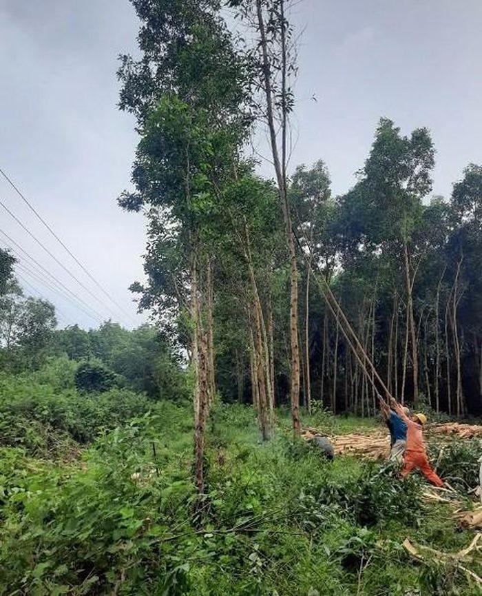 Điện lực Nam Đông hỗ trợ người dân khai thác keo tràm trước khi bão Noru có thể ảnh hưởng trực tiếp lên địa bàn